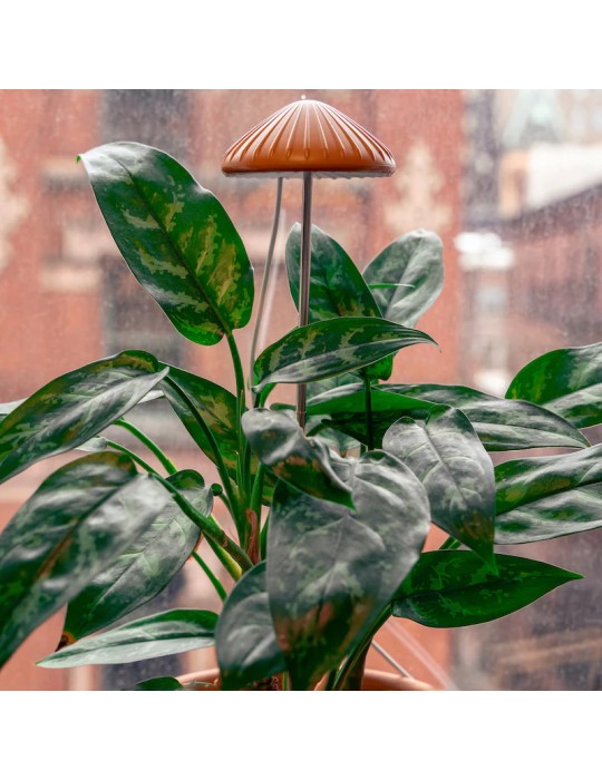 Lampe de culture en forme de champignon