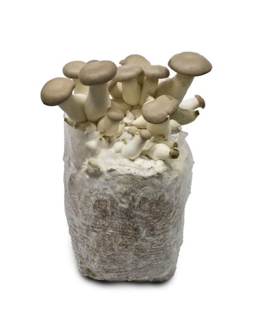 Coltiva Funghi Cardo Bianco con Mico Kit Facile