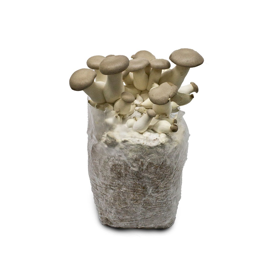 Zuhause Pilze anbauen – Mico Kit weißer Distelpilz