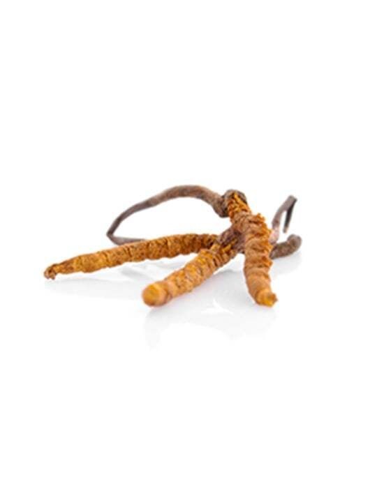 Cordyceps CS-4 90 caps