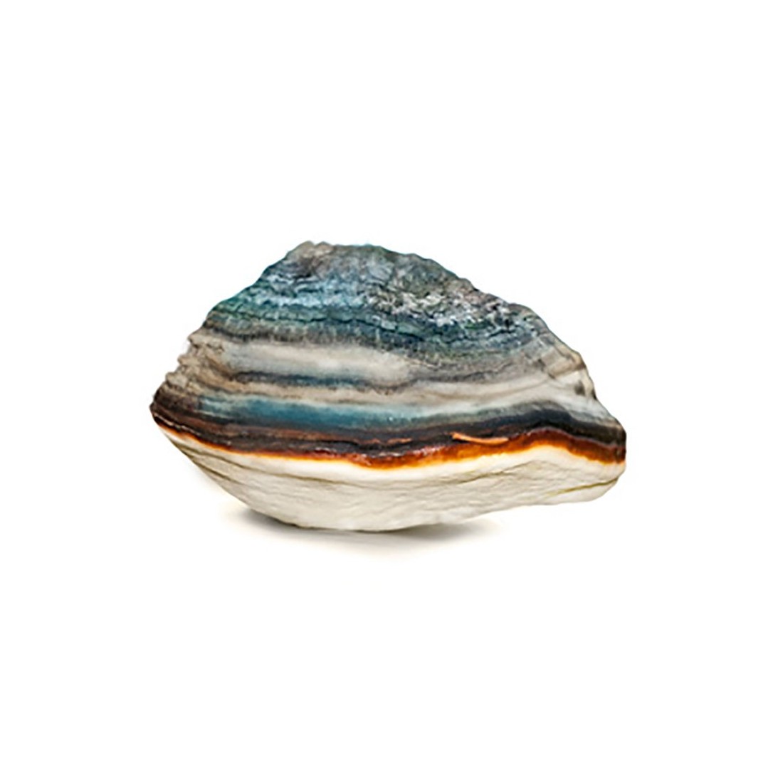 Agarikon 90 caps ext.