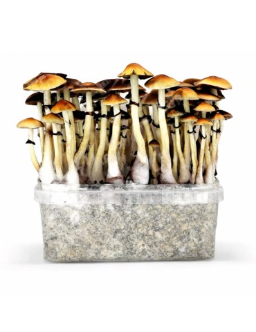 Pane ai funghi RED BOY 1200 ml