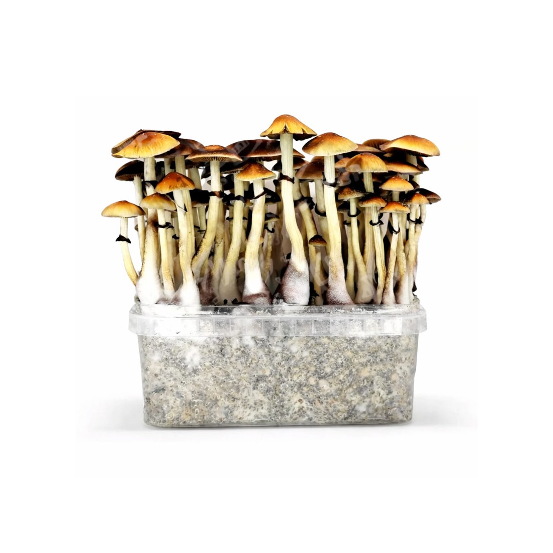 Pane ai funghi RED BOY 1200 ml