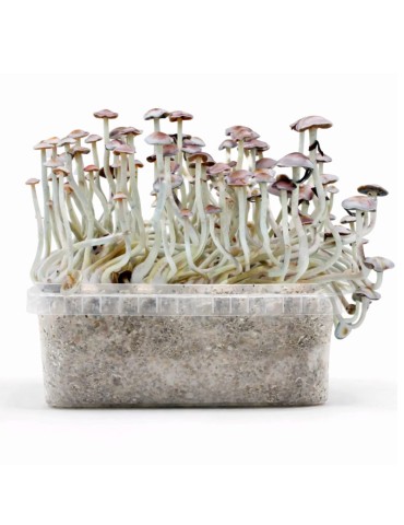 Pane ai funghi SUPER NATALENSIS 1200 ml