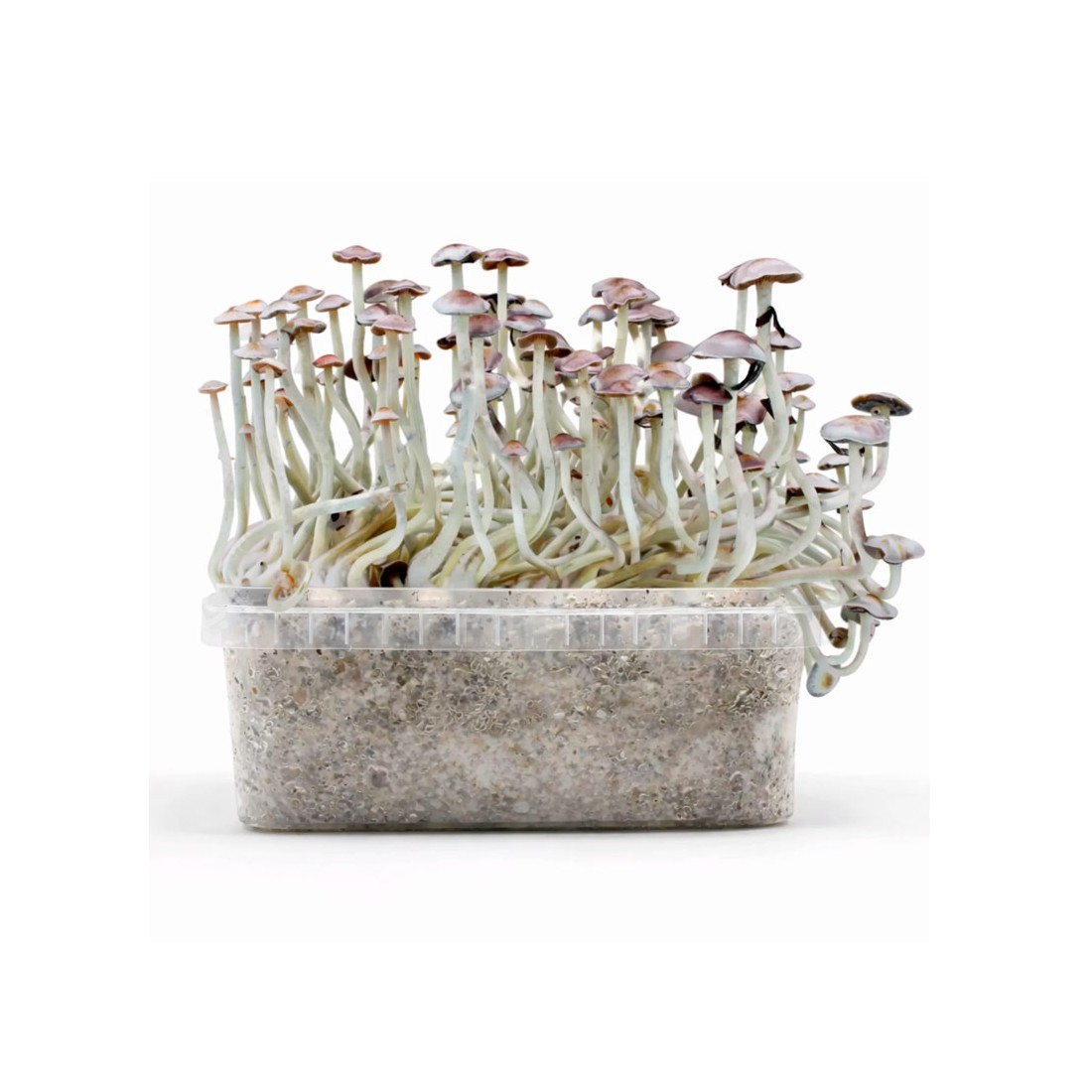 Pane ai funghi SUPER NATALENSIS 1200 ml