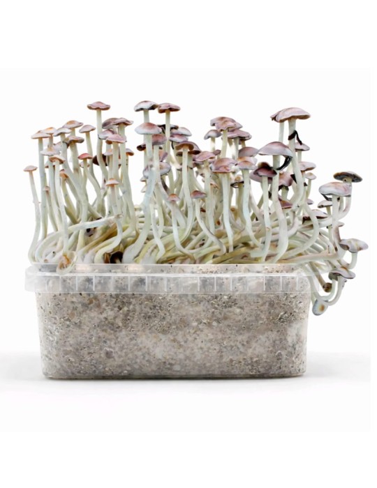 SUPER NATALENSIS mushroom kit 1200 ml