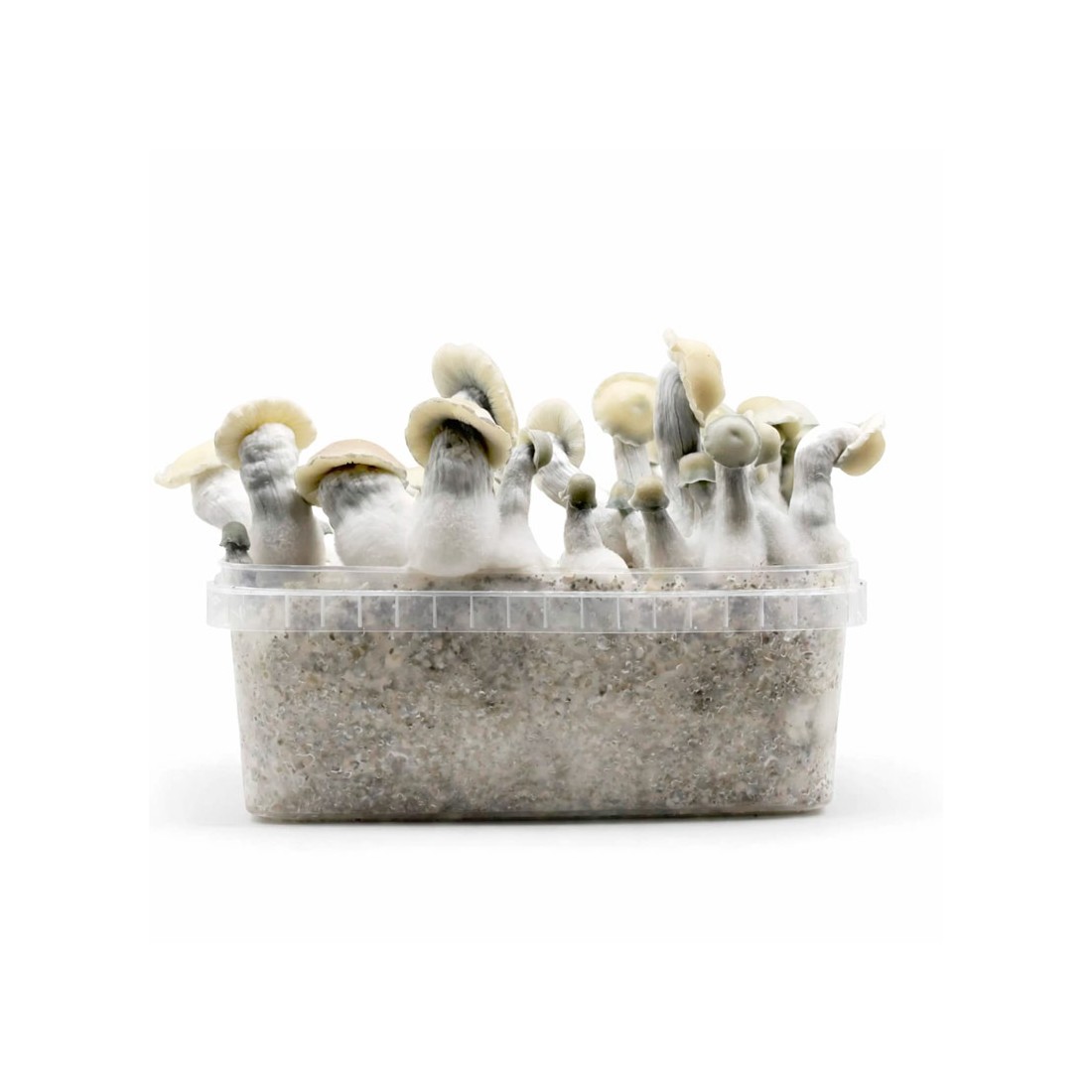 Pain aux champignons ALBINO BLUEY VUITTON, variété hybride