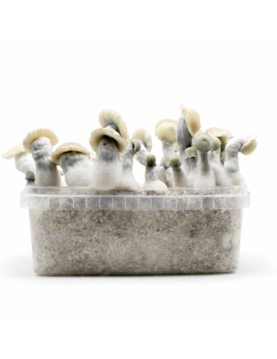 Pain aux champignons ALBINO BLUEY VUITTON, variété hybride