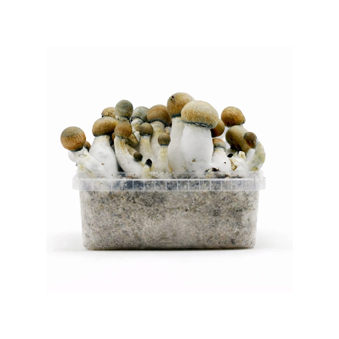 Pain aux champignons MELMAC TRASHER, 1200 ml, variété hybride