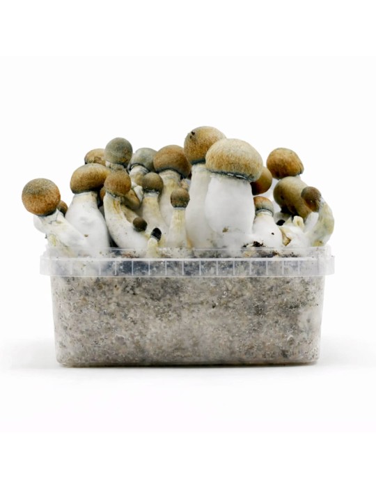 MELMAC TRASHER mushroom bread, 1200 ml hybrid variety