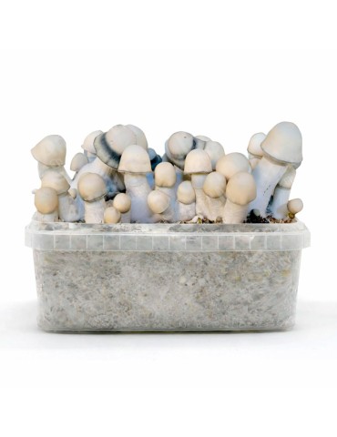 Pain aux Champignons YETI - Variété Hybride