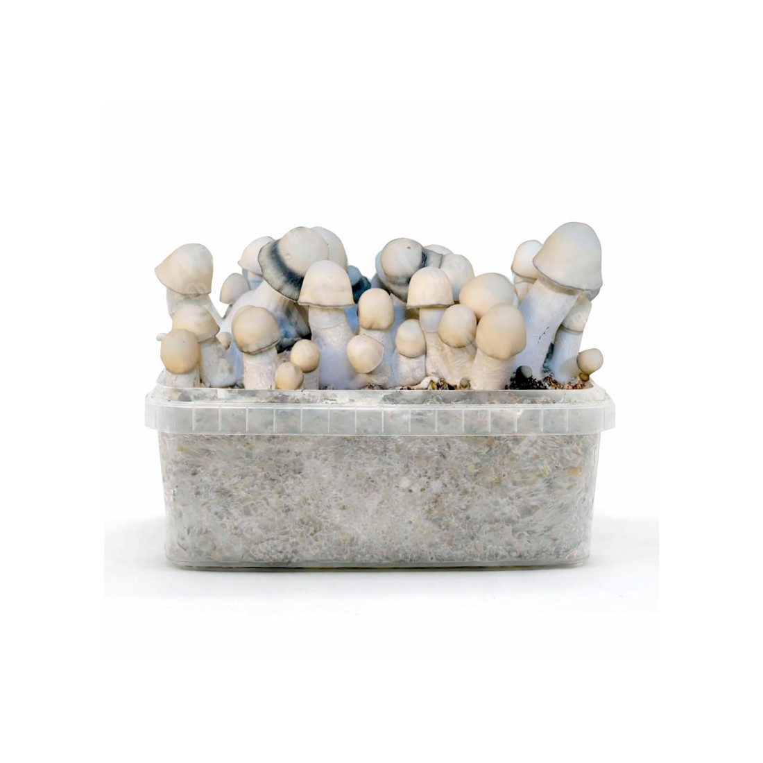 Pan de Setas YETI Híbrido - Sabor y Salud