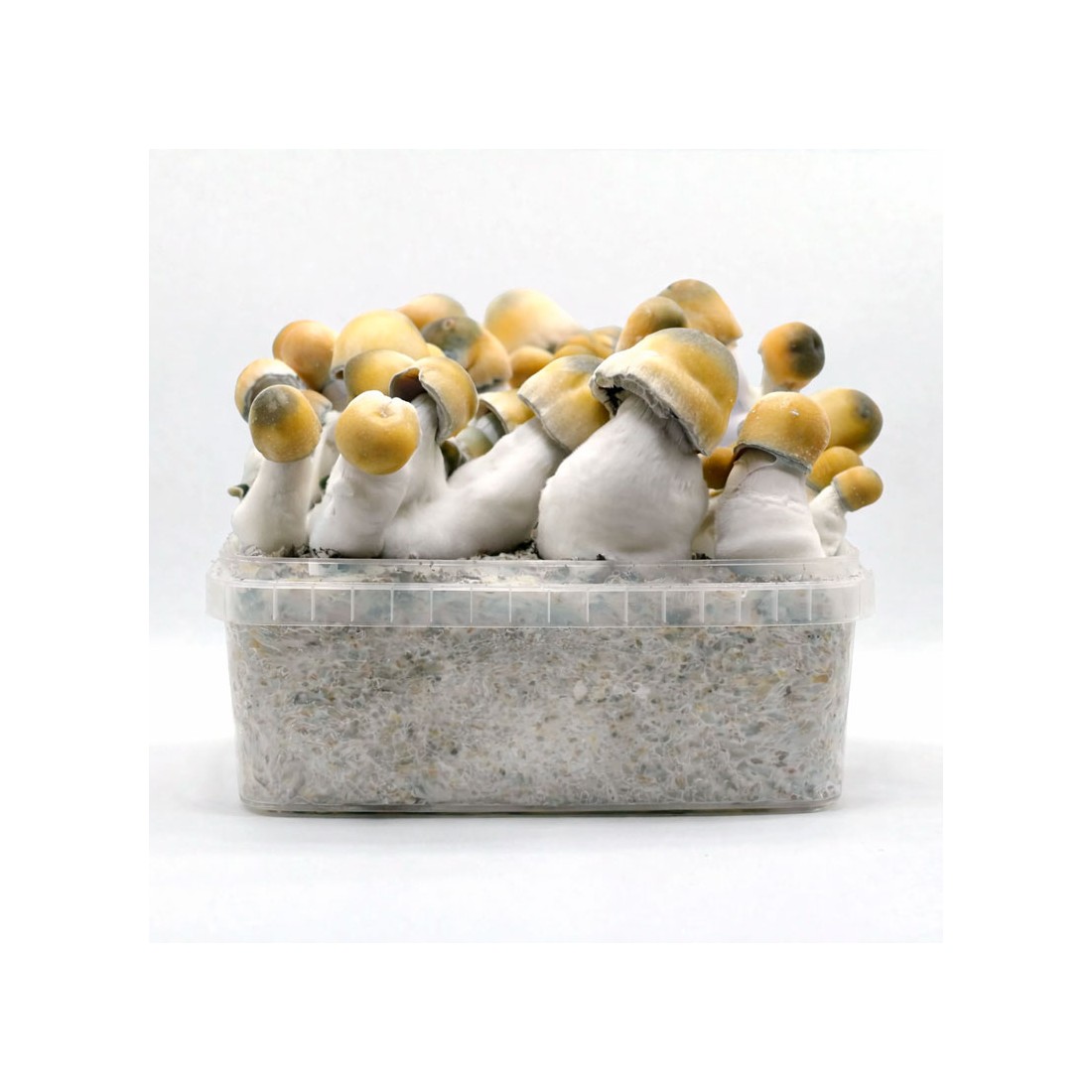 BLUE-VUTTIFON Mushroom Bread - Unique Taste &...