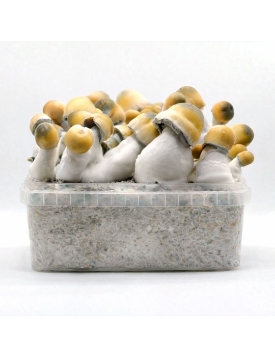 BLUE-VUTTIFON Mushroom Bread - Unique Taste &...