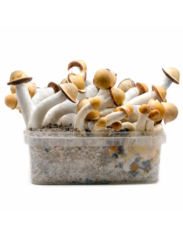 Pain de Champignons PENYS ENVI Variété Hybride