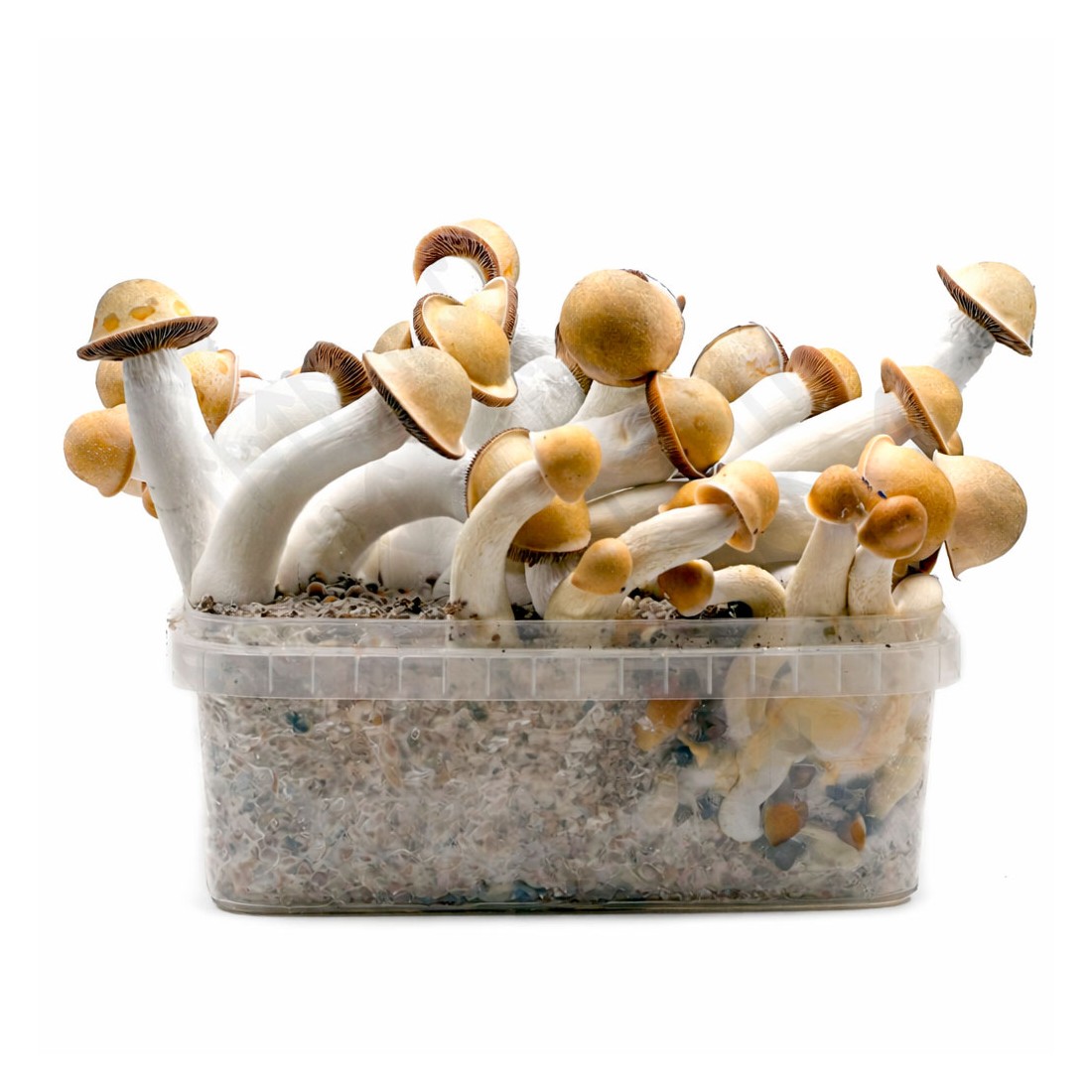 Pan de Setas PENYS ENVI | Textura Esponjosa y Sabor Intenso