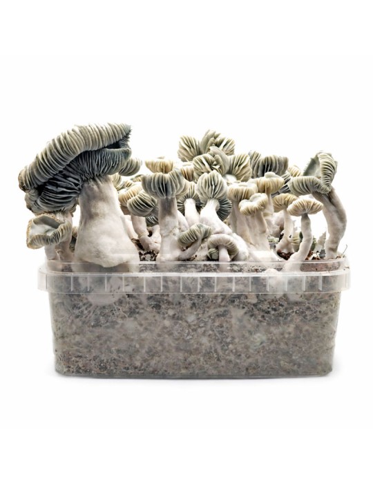 Jack Frost Mushroom Bread - Unique Yield & Flavor