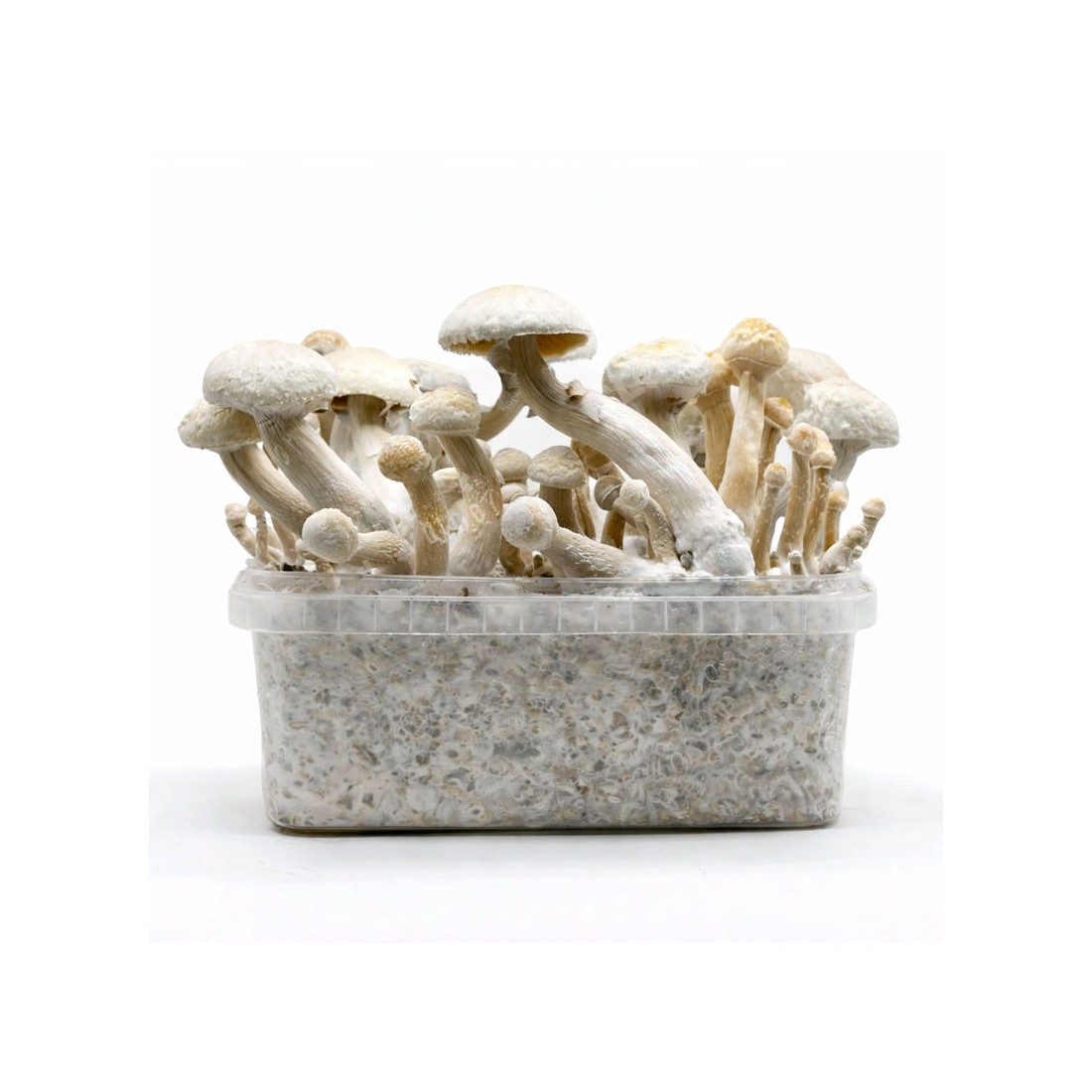 Pan de Setas ALBINO GOLDEN TEACHER - Exklusive Hybride...