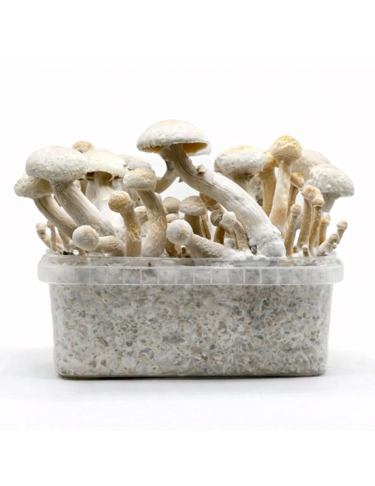 Pan de Setas ALBINO GOLDEN TEACHER - Exklusive Hybride...