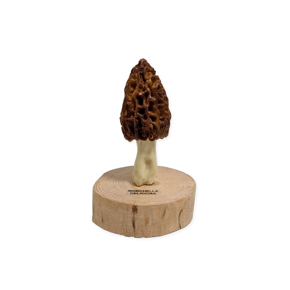 Répliques Morilles Résine Authenticité Inégalée