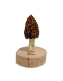 Réplica realista de cogumelo Morchella deliciosa em resina feita à mão sobre base de madeira natural, 10 cm.