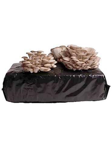 Kit de culture Pleurote Alpaga 17kg P. ostreatus 2