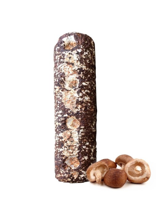 Kit tronco Shiitake 1,6 kg