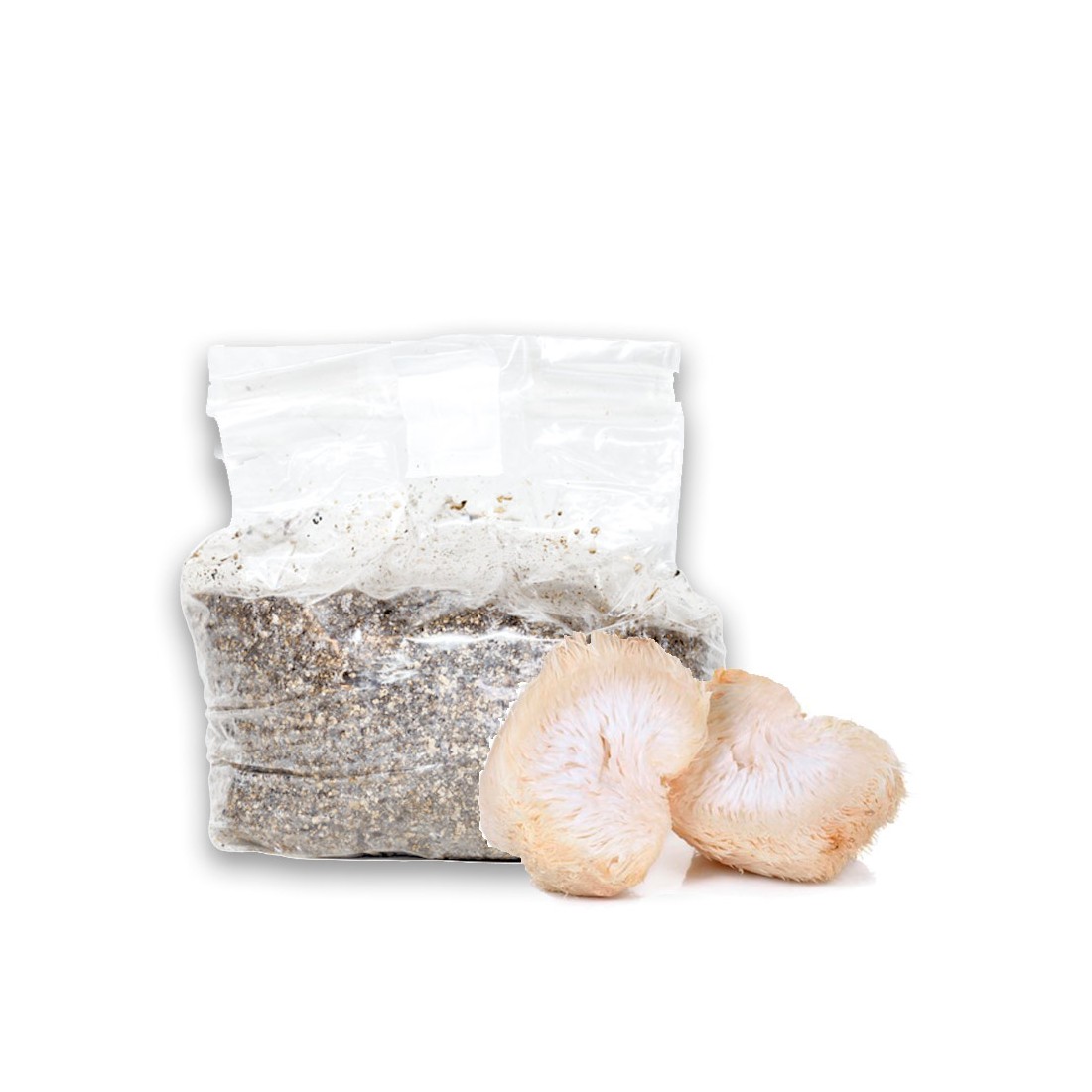 Kit de Cultivo de Castanhas-do-Pará - Fácil e Nutritivo