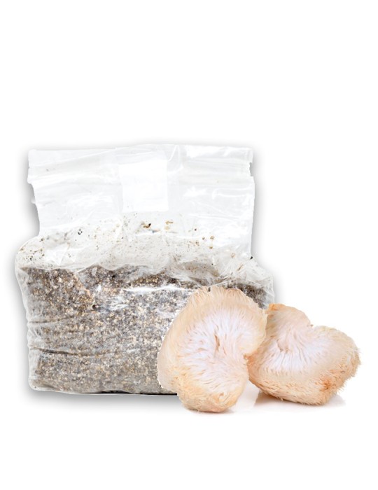 Kit de Cultivo de Setas | Fácil y Nutritivo