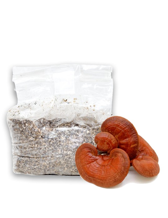 Oyster Mushroom Growing Kit - Easy Home Cultivation
