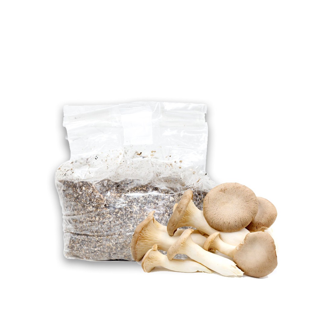 Kit Coltivazione Morchelle Ostrea - Facile e Nutriente