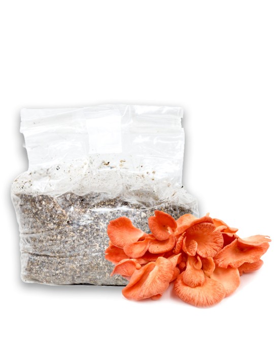 Oyster Mushroom Growing Kit - Easy Home Cultivation