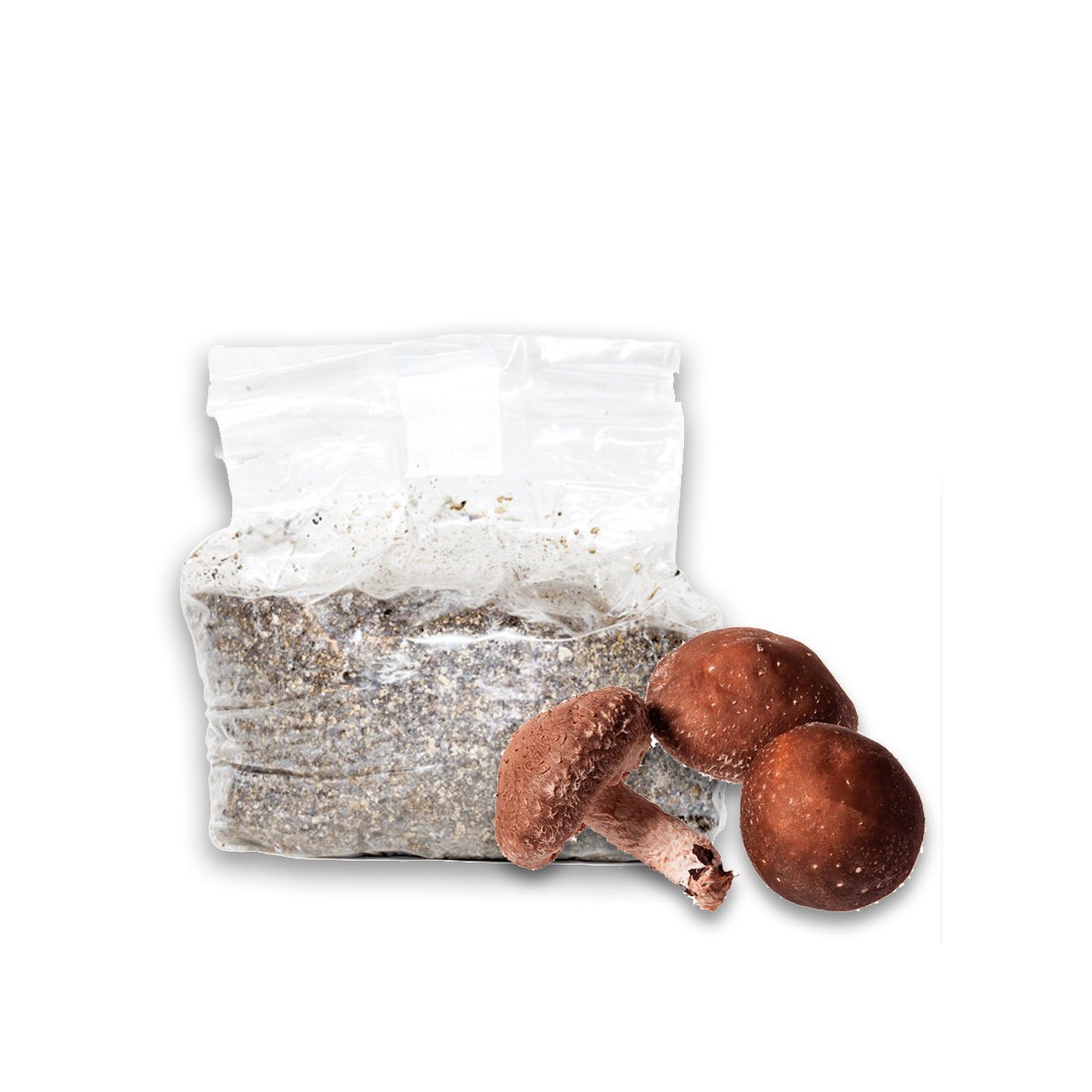 Kit de Cultivo de Setas | Fácil y Nutritivo