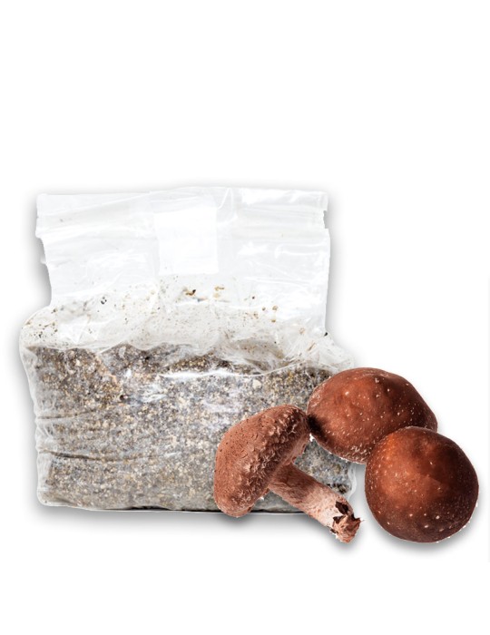 Oyster Mushroom Growing Kit - Easy Home Cultivation