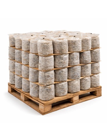 Cultivez 1,5kg de Champignons Blancs Facilement