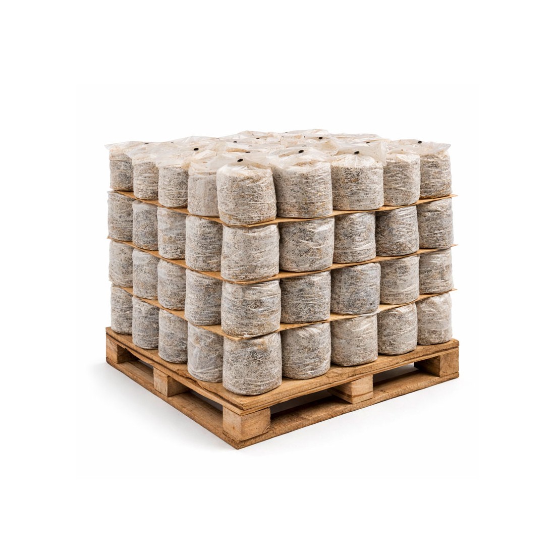 Cultivez 1,5kg de Champignons Blancs Facilement