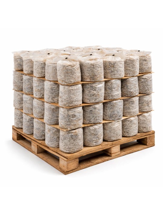 Zuhause Pilze anbauen – Mico Kit weißer Distelpilz