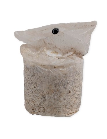 Cultivez 1,5kg de Champignons Blancs Facilement 2
