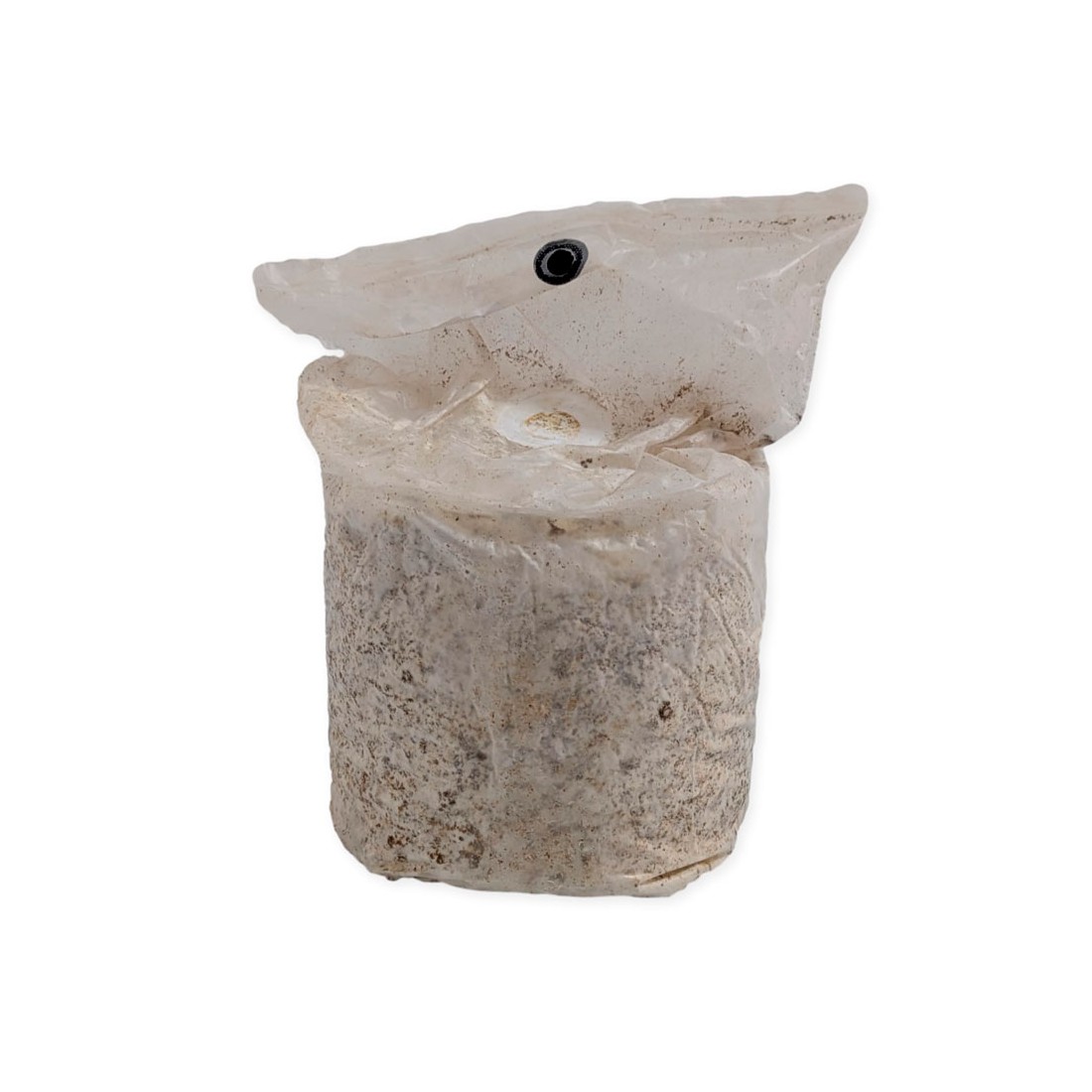 Coltiva Funghi Cardo Bianco con Mico Kit Facile