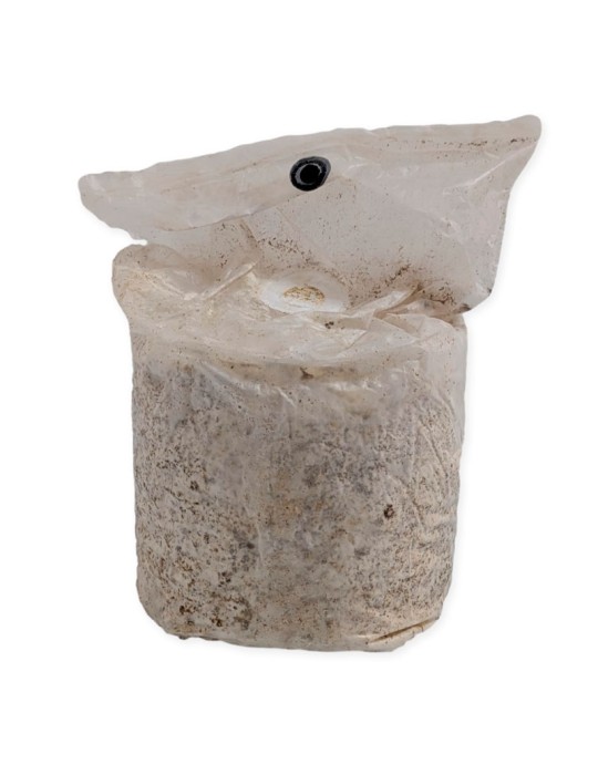 Cultivez 1,5kg de Champignons Blancs Facilement