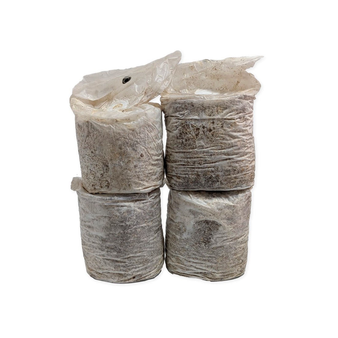 Cultive Castanhas Brancas em Casa - Mico Kit