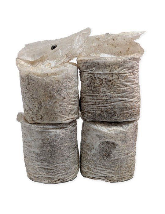 Coltiva Funghi Cardo Bianco con Mico Kit Facile