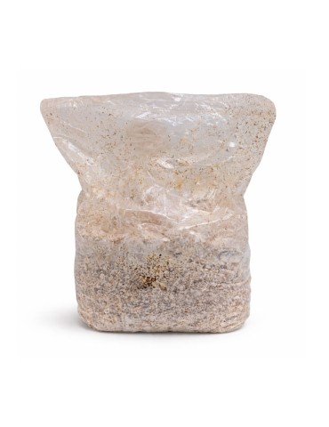 Kit Coltivazione Morchelle Ostrea - Facile e Nutriente 2