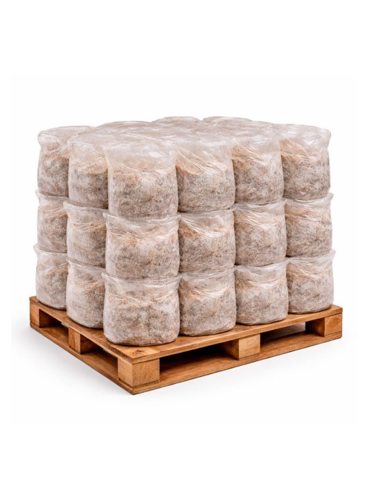 Kit de Cultivo de Castanhas-do-Pará - Fácil e Nutritivo