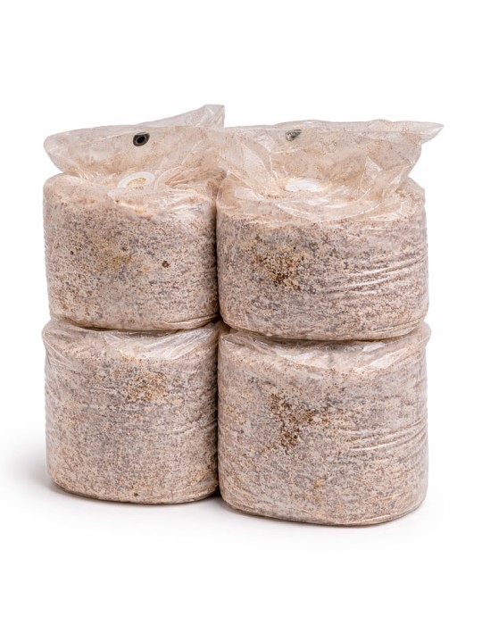 Kit Coltivazione Morchelle Ostrea - Facile e Nutriente