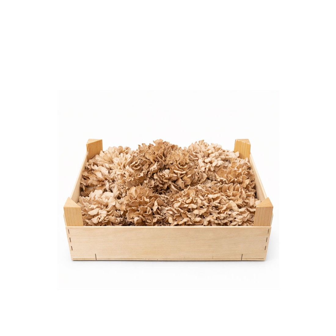 Melena de León Fresca - Hericium Erinaceus - 800gr