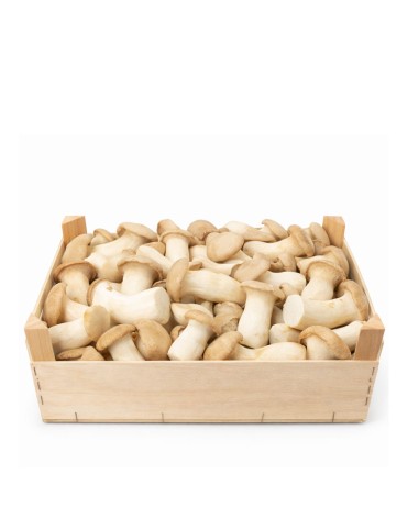 Lagarta do Leão Fresca 800gr - Benefícios Cognitivos e...