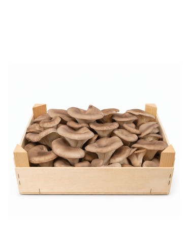 Fresh Lion's Mane Mushroom, 800g - Hericium Erinaceus