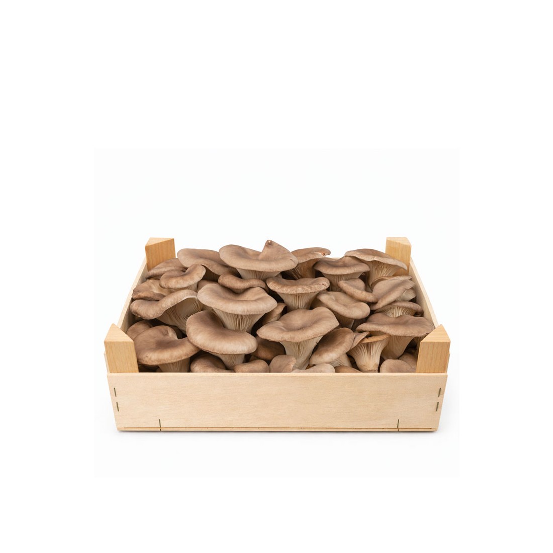 Maitake Fresca 1000 gr - Hericium Erinaceus