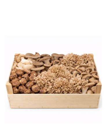 Melena de León Fresca - Hericium Erinaceus - 800gr